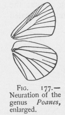 Mulberry-wing (detail)