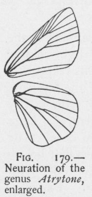 Lowa Skipper (detail)