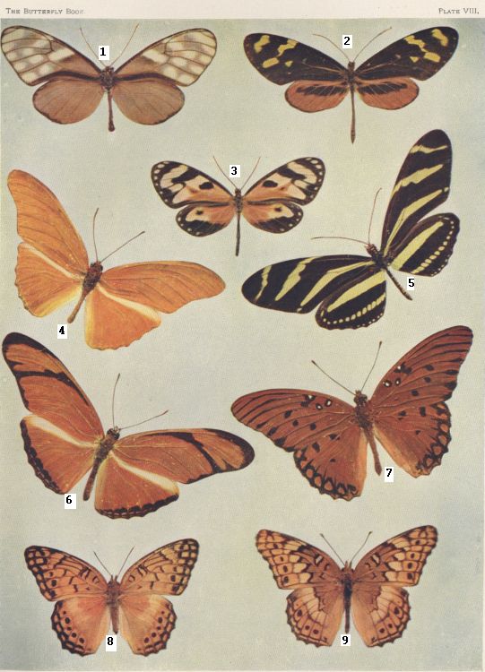 Plate VIII — Lycaste is Fig. 3