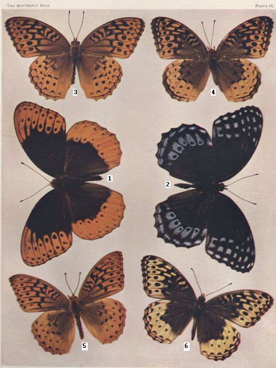 Plate IX — Leto is Fig. 5
