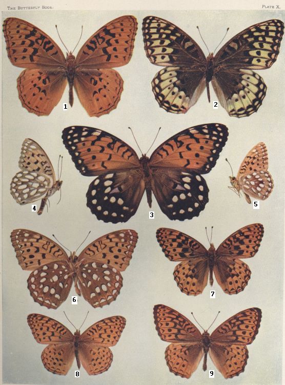 Plate X — Electa is Fig. 8