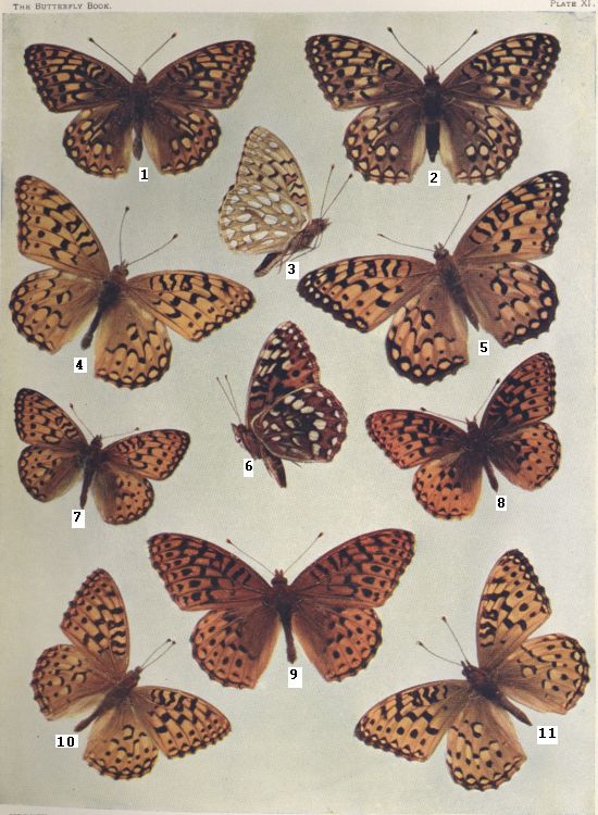 Plate XI — Coronis is Fig. 10