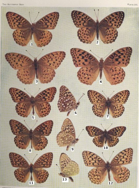 Plate XII — Artonis is Fig. 13