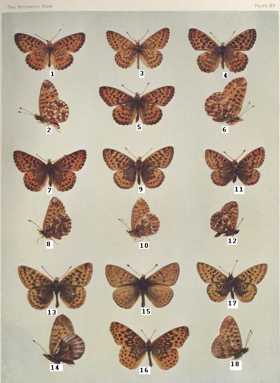 Plate XV — Alberta is Fig. 15