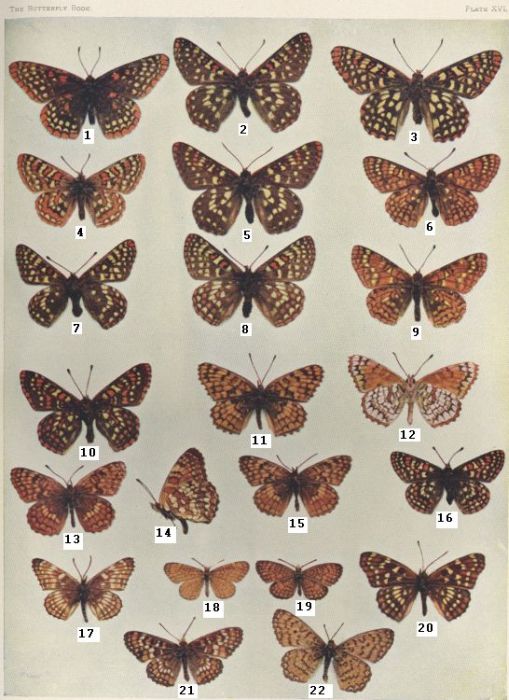 Plate XVI — Augusta is Fig. 4