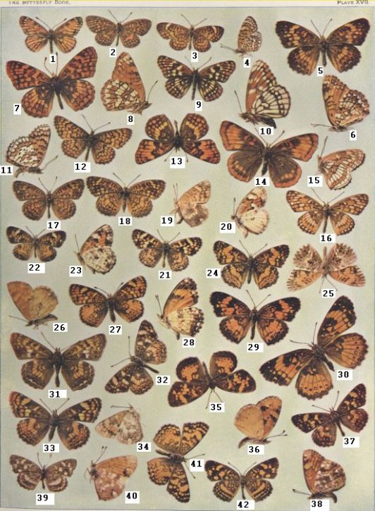 Plate XVII — Phaon is Fig. 22