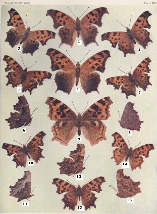 Plate XIX — Compton Tortoise is Fig. 9