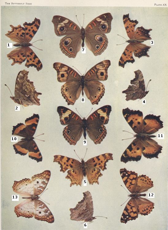 Plate XX — Milbert's Tortoise-shell is Fig. 10