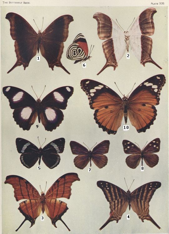 Plate XXI — Mimic is Fig. 9