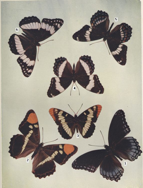 Plate XXII — Mountain Emperor is Fig. 7