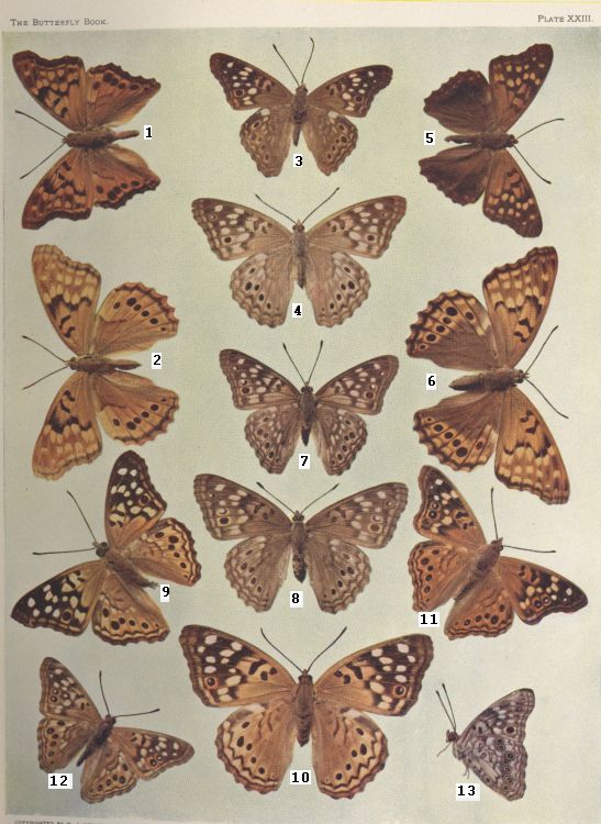Plate XXIII — Flora is Fig. 1