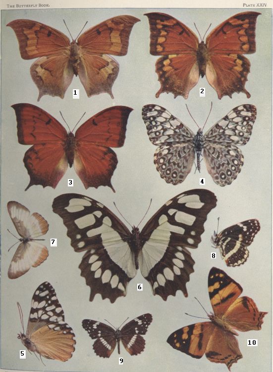 Plate XXIV — Lethe is Fig. 10