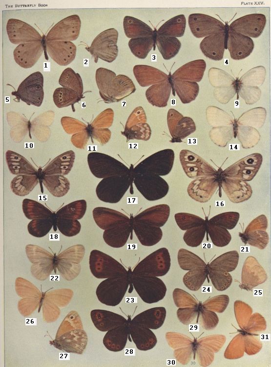 Plate XXV — Plain Ringlet is Fig. 13