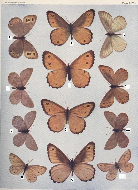 Plate XXVII — Labrador Arctic is Fig. 6
