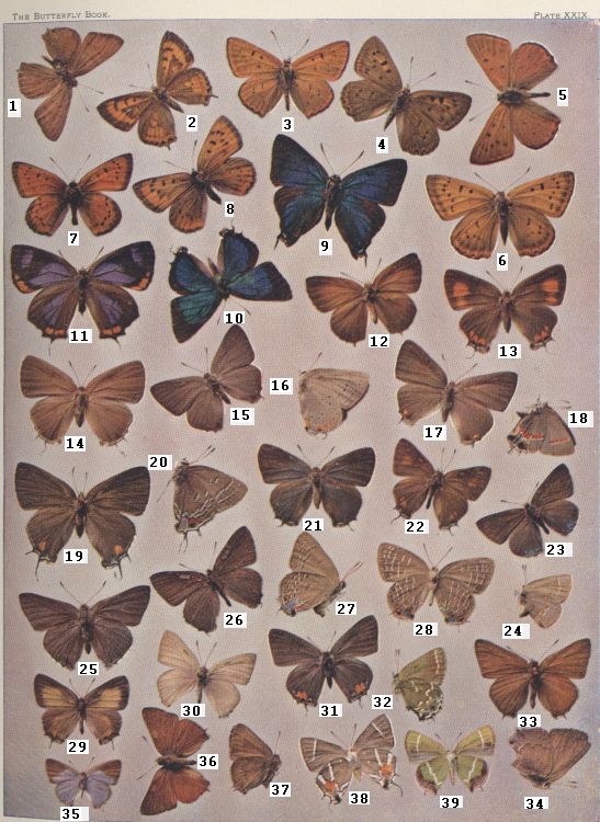 Plate XXIX — Arota is Fig. 1