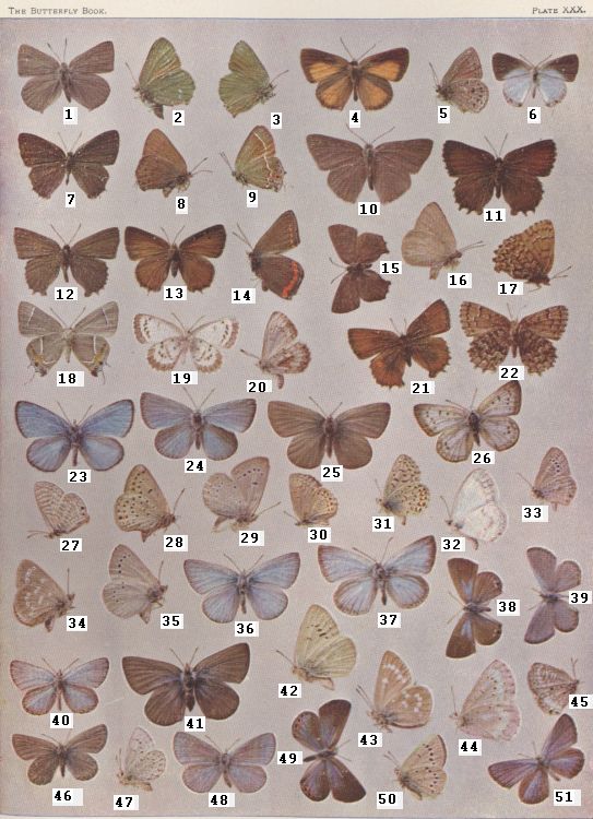 Plate XXX — Aster Blue is Fig. 40