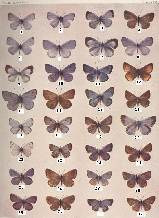 Plate XXXI — Varied Blue is Fig. 13