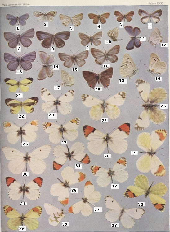 Plate XXXII — Annetta is Fig. 13