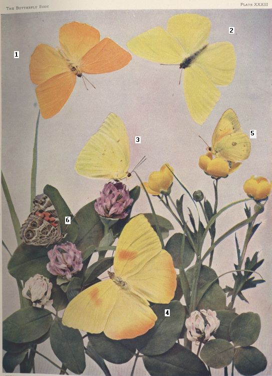 Plate XXXIII — Eurytheme is Fig. 5