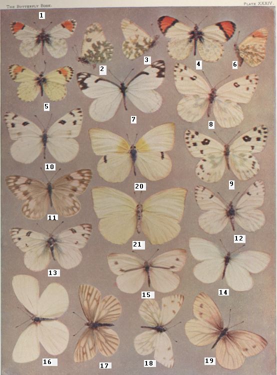Plate XXXIV — Lyside is Fig. 20