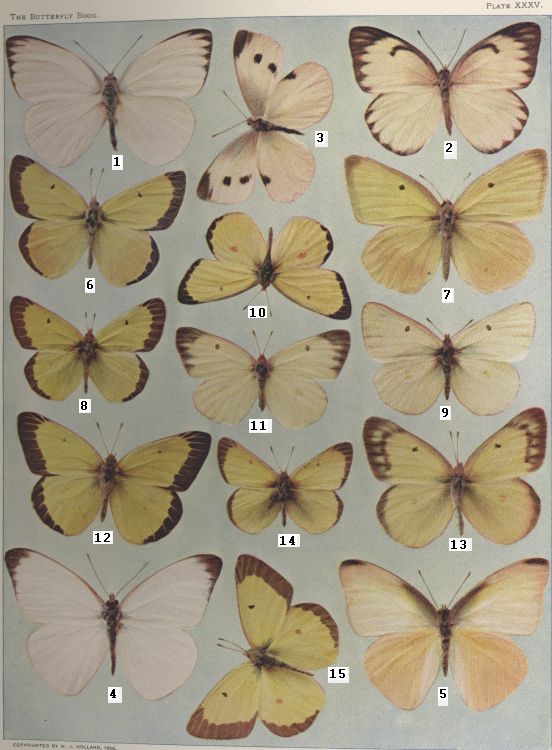Plate XXXV — Cabbage-butterfly is Fig. 3