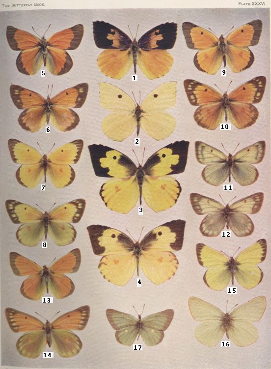Plate XXXVI — Mead's Sulphur is Fig. 5