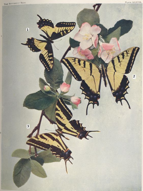 Plate XXXVIII — Pilumnus is Fig. 3