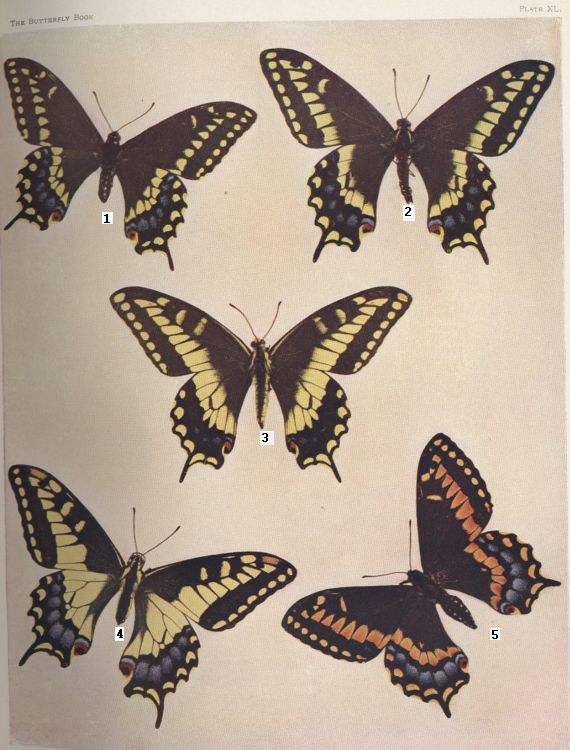 Plate XL — Common Eastern Swallowtail is Fig. 1