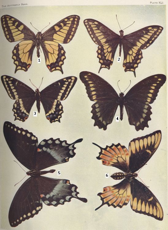 Plate XLI — Alaskan Swallowtail is Fig. 1