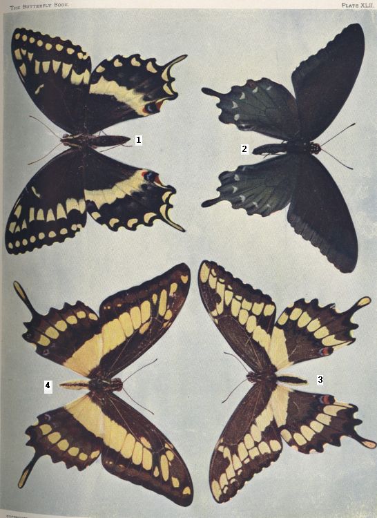 Plate XLII — Giant Swallowtail is Fig. 3