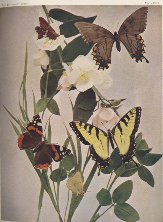 Plate XLIII — Silver-spotted Skipper is Fig. 5