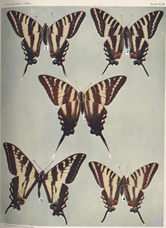Plate XLIV — Eurymedon is Fig. 5