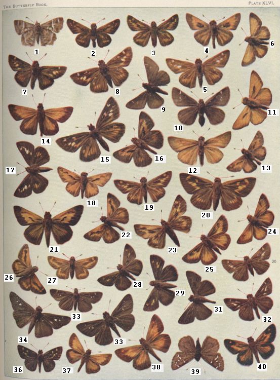 Plate XLVI — Byssus is Fig. 20