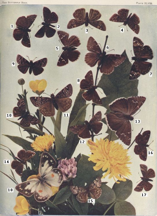 Plate XLVIII — Eurytheme is Fig. 18