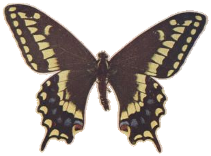Baird's Butterfly — Plate XL, Fig. 2