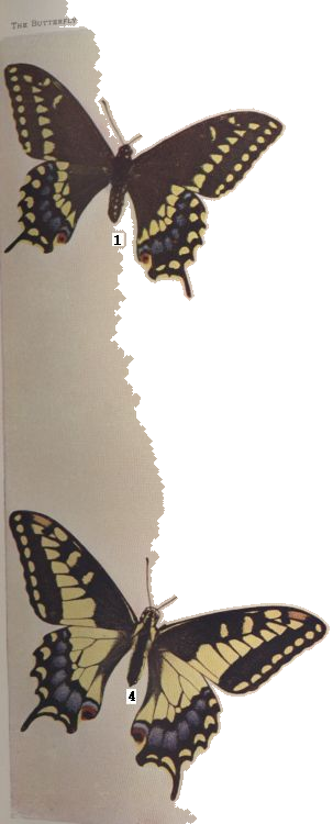 Bruce's Butterfly — Plate XL, Fig. 4