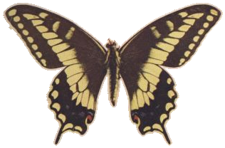 Holland's Butterfly — Plate XL, Fig. 3