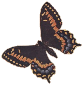 Newfoundland Swallowtail — Plate XL, Fig. 5