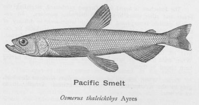 Pacific Smelt