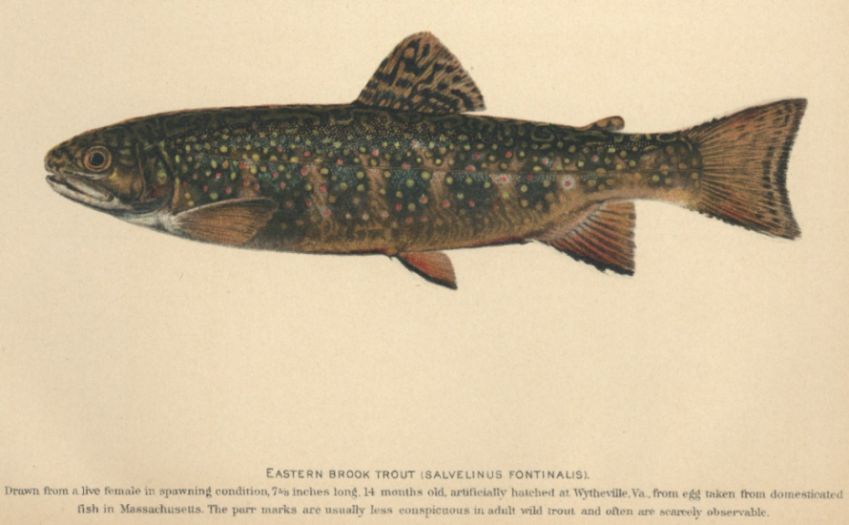 Brook Trout; Speckled Trout