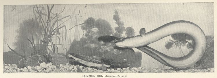 Common Eel