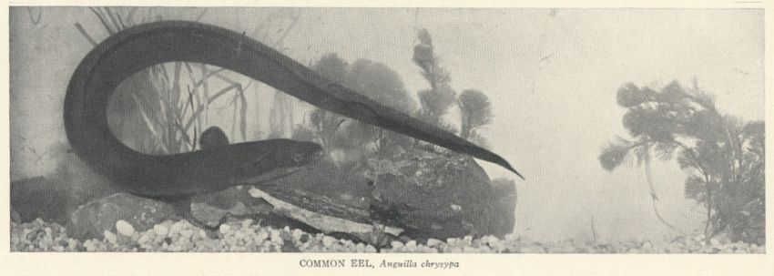 Common Eel
