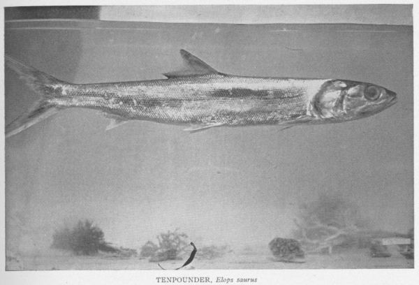 Bony-fish; Ten-pounder