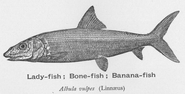 Lady-fish; Bone-fish; Banana-fish