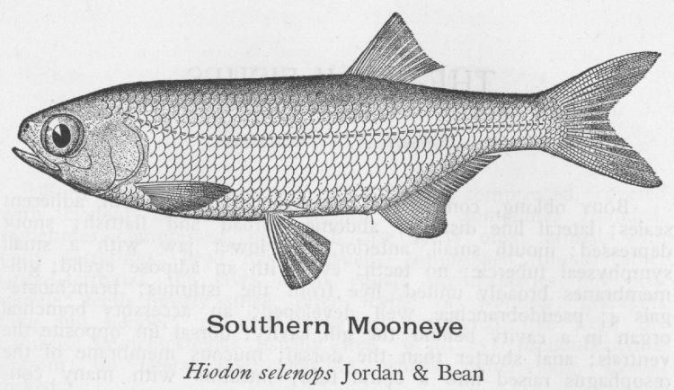 Mooneye