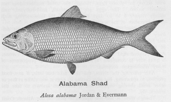 Alabama Shad