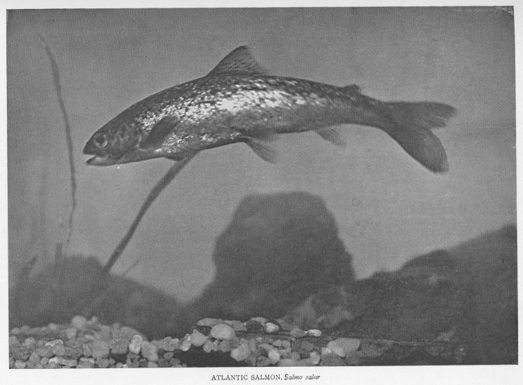 White Salmon of the Colorado River