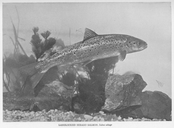 Sebago Salmon