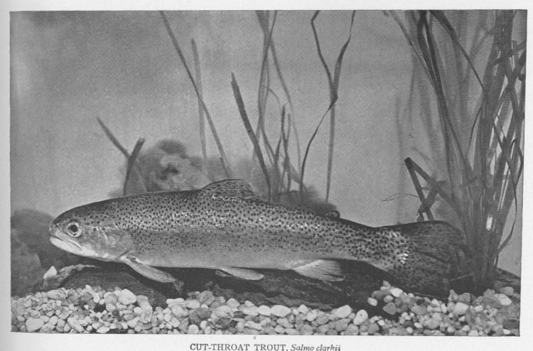 Cut-throat Trout