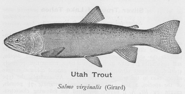 Utah Trout